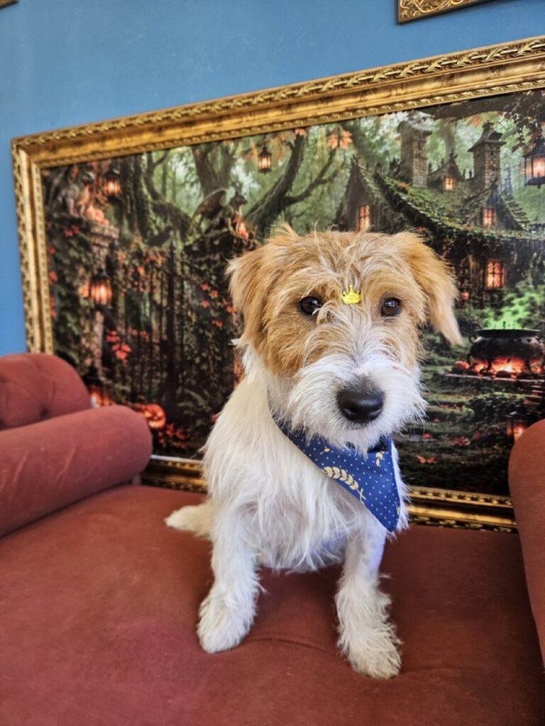 Bob, Jack Russell atendido na Realeza Pets