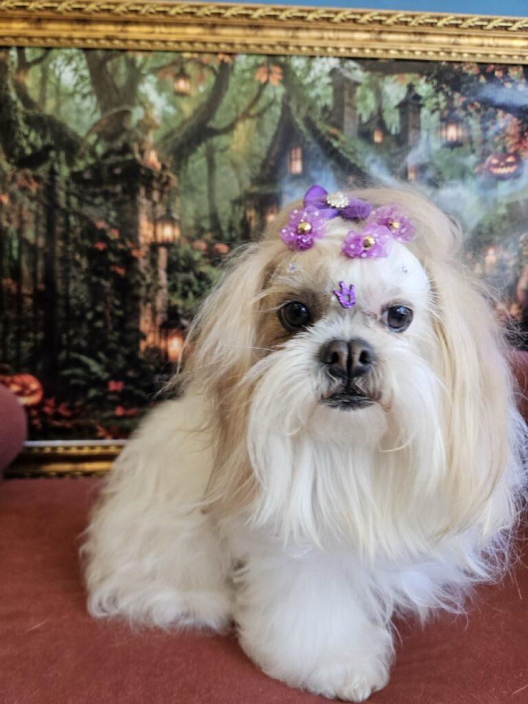Bibi, Shih Tzu atendido na Realeza Pets