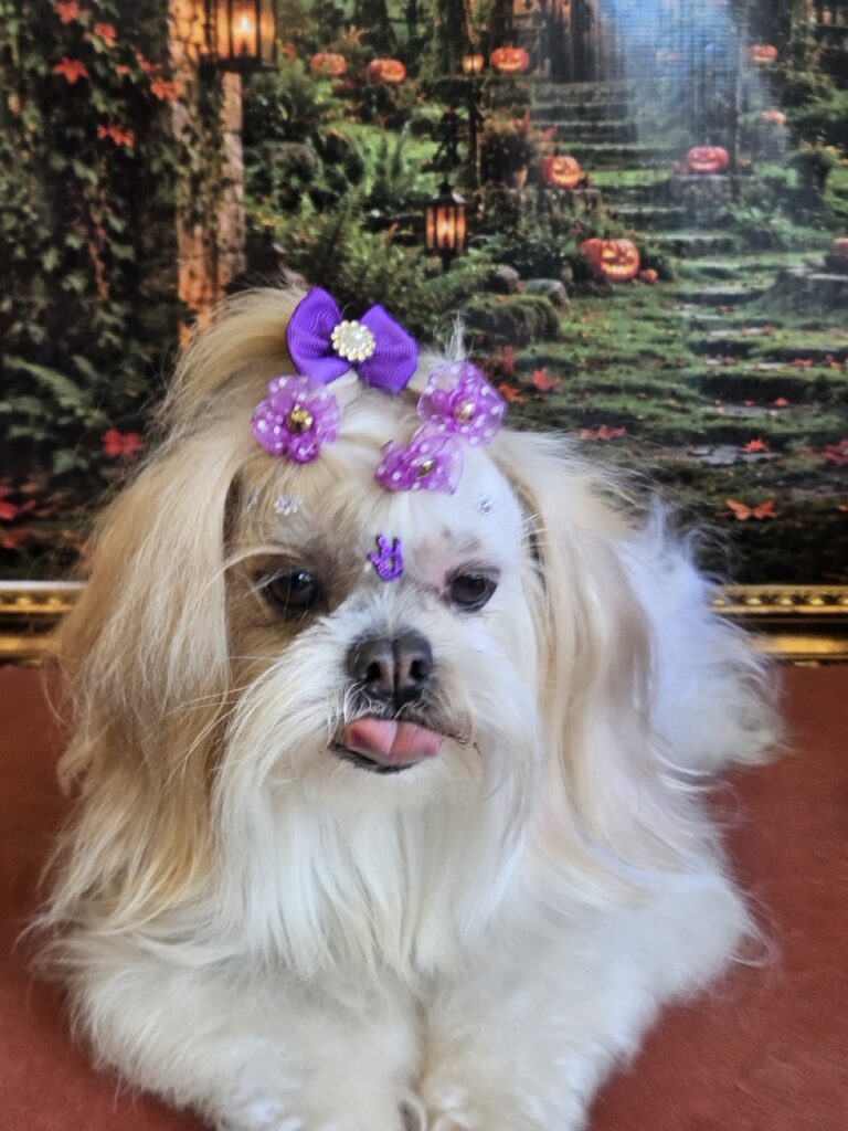 Bibi na Realeza Pets, foto 19
