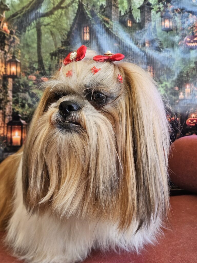 Bolinha na Realeza Pets, foto 17