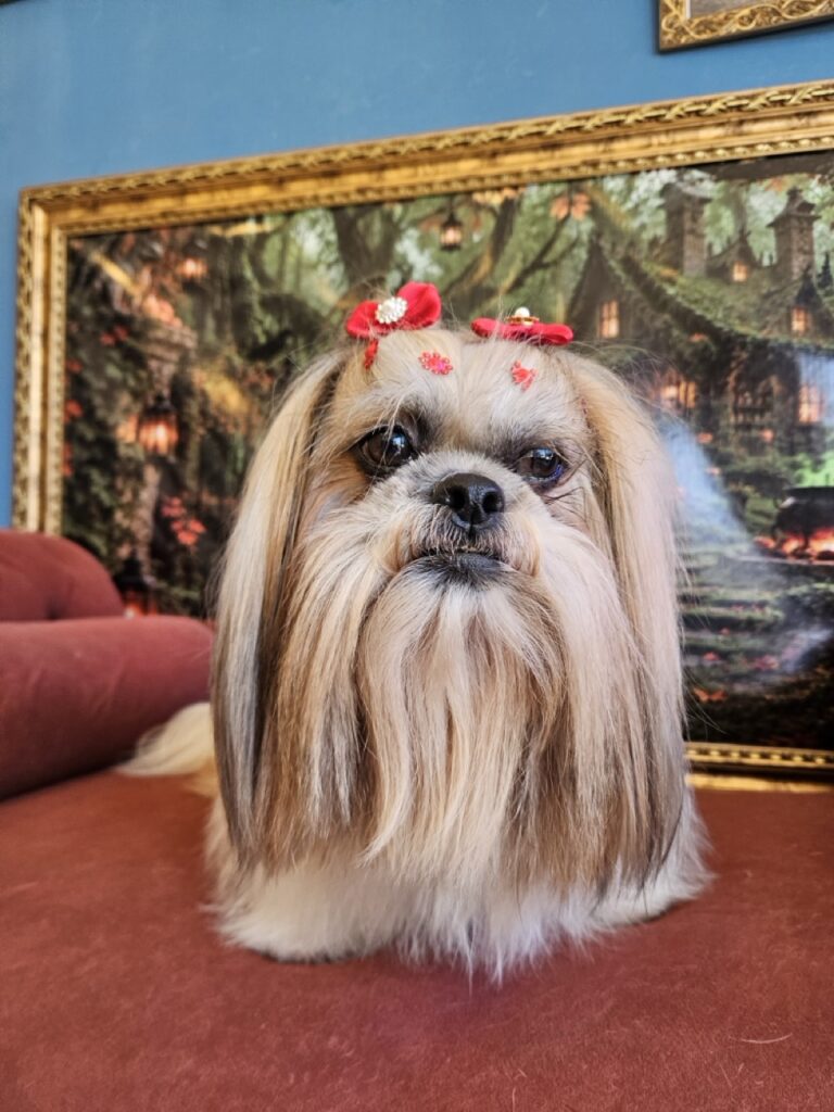 Bolinha na Realeza Pets, foto 18