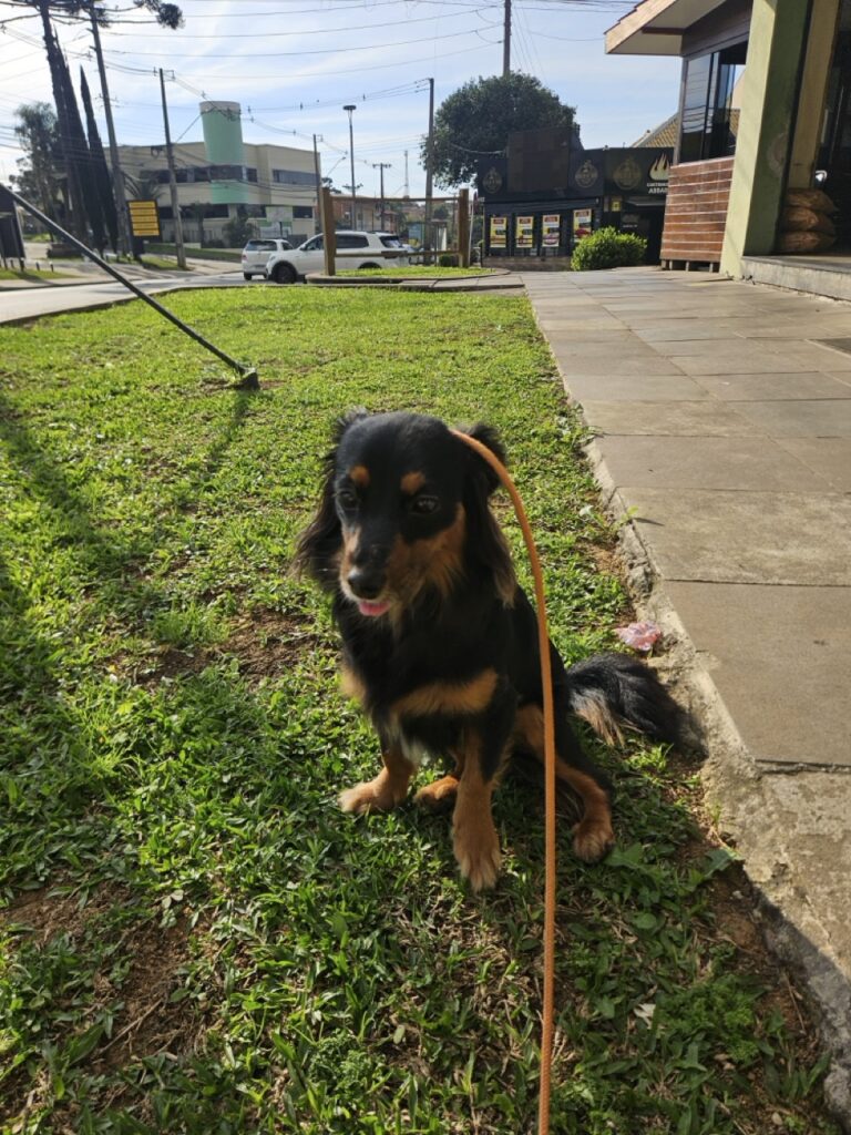 Yuna na Realeza Pets, foto 7