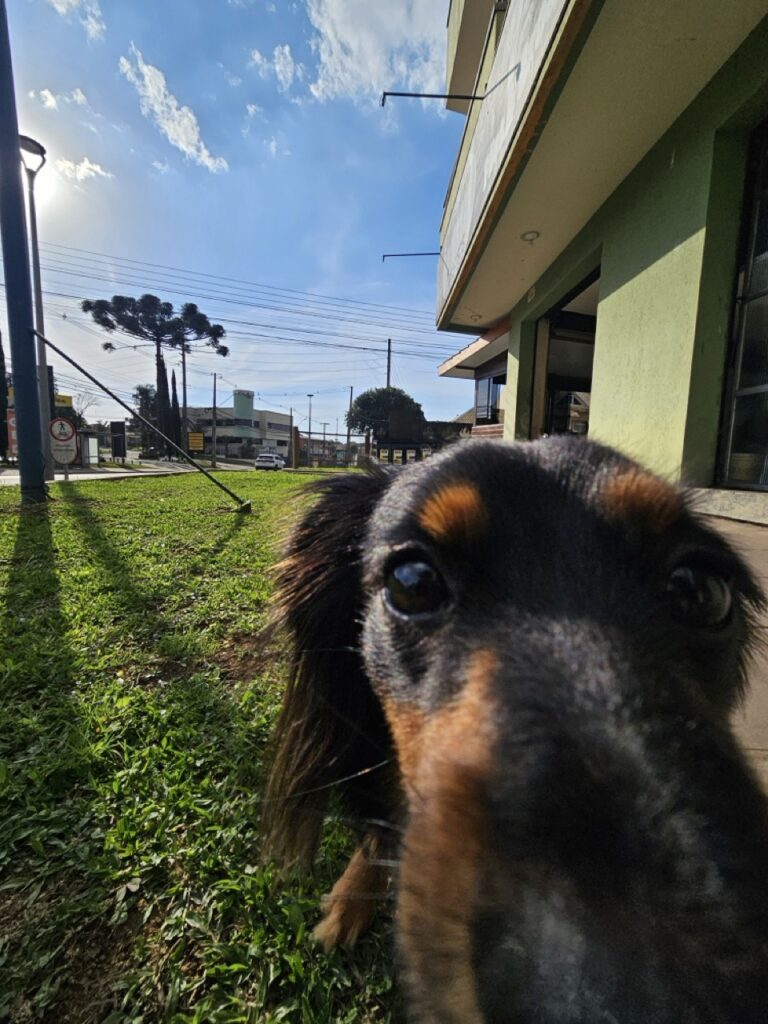Yuna na Realeza Pets, foto 8