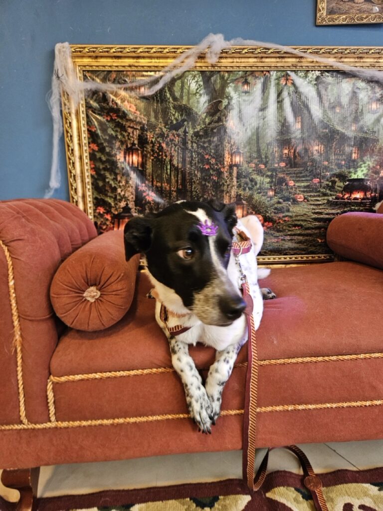 Kiara, SRD atendido na Realeza Pets