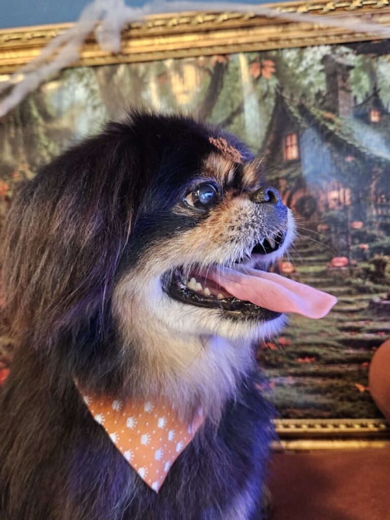 Maxuel na Realeza Pets, foto 12
