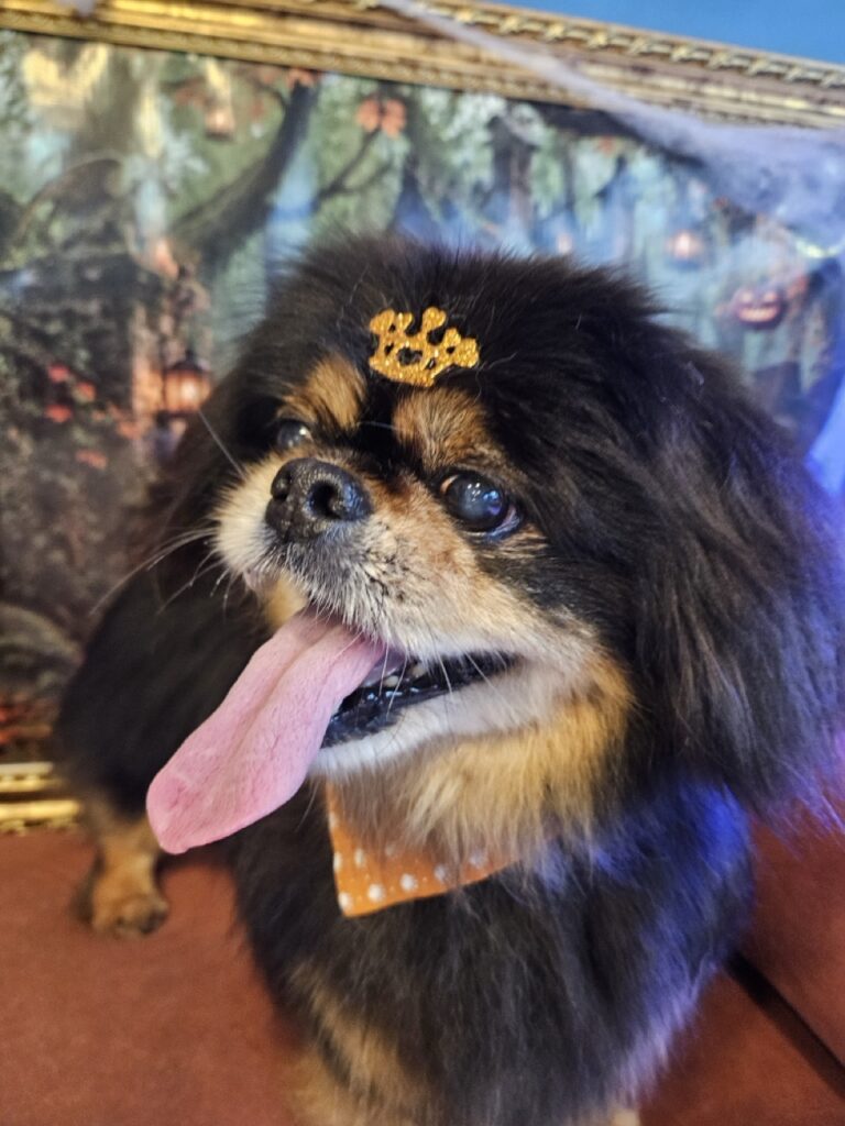Maxuel na Realeza Pets, foto 13