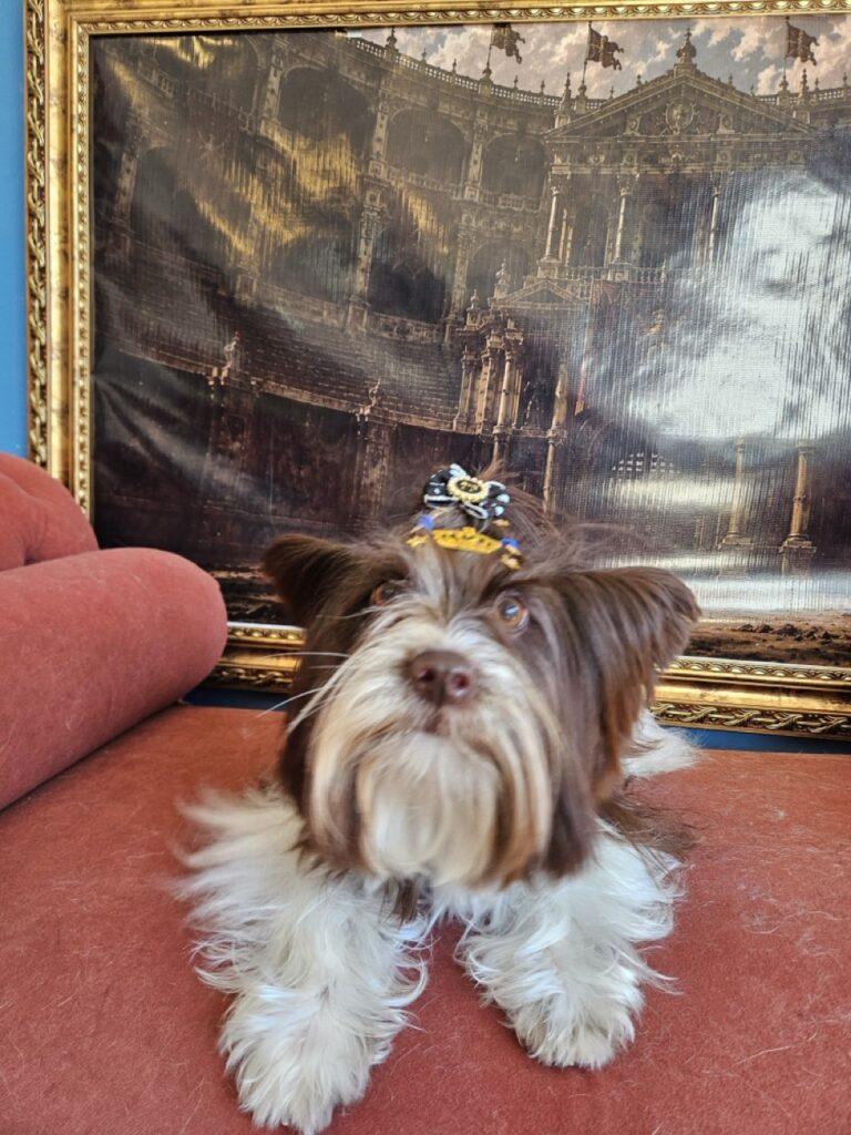 Cacau na Realeza Pets, foto 14