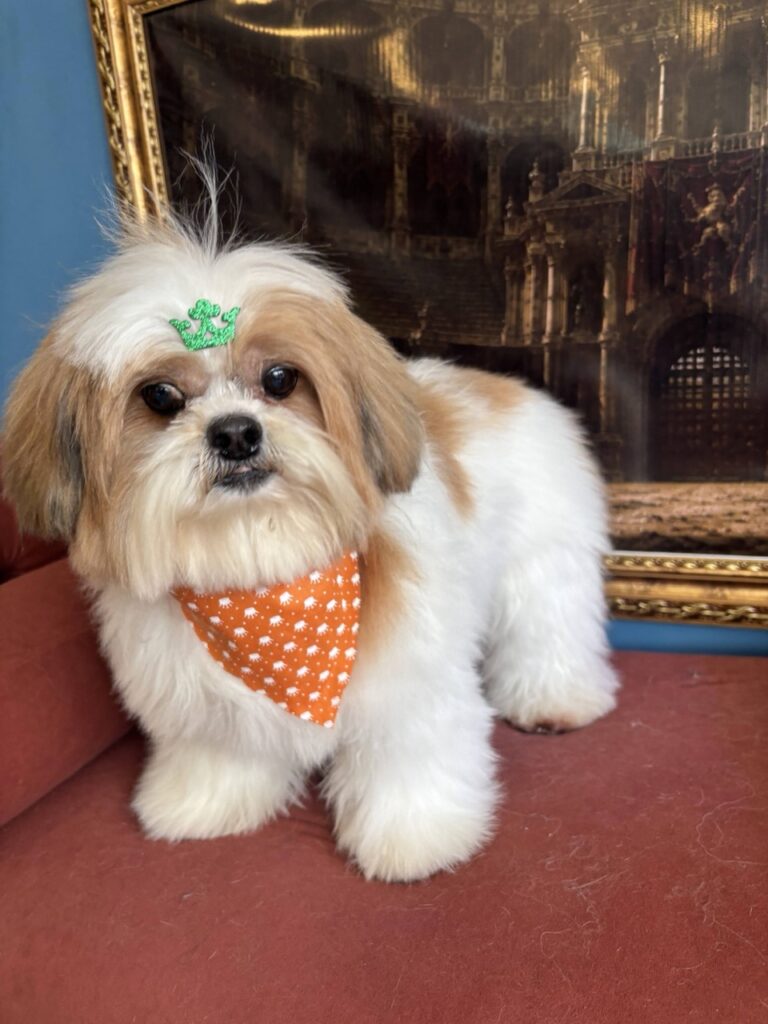 Buddy na Realeza Pets, foto 8