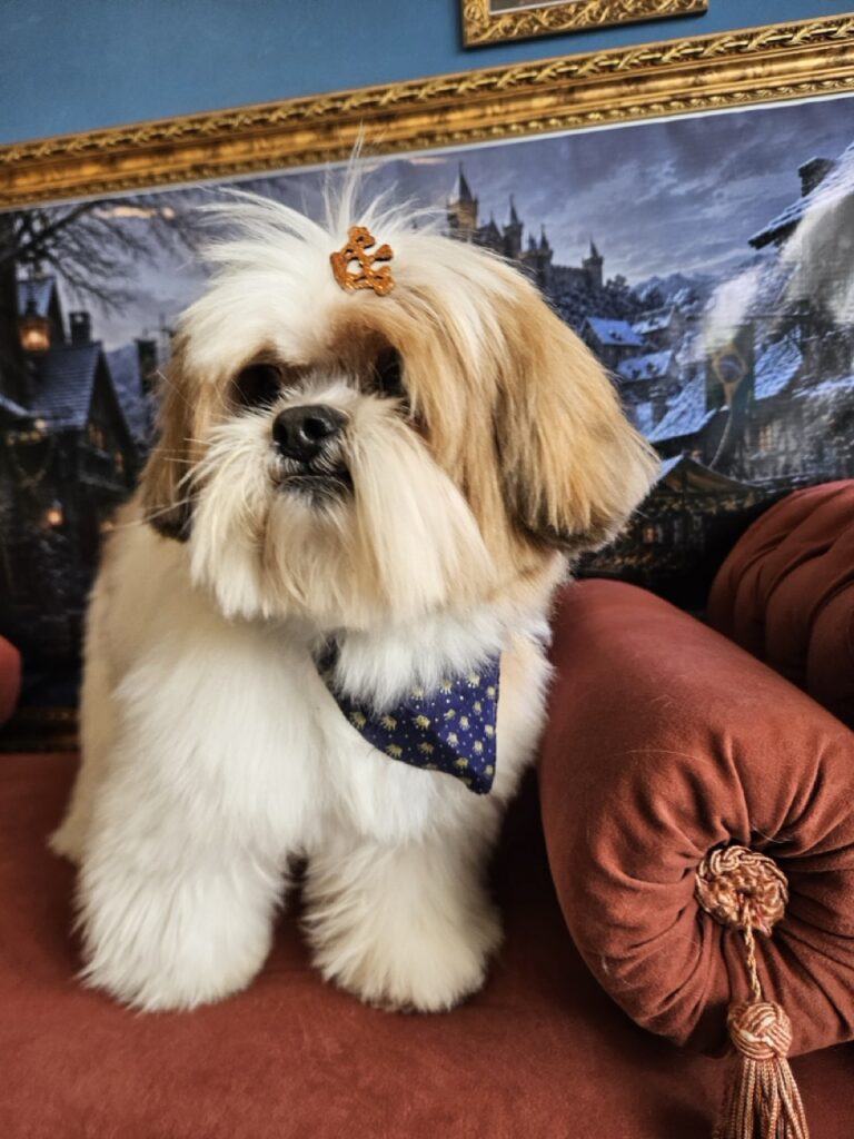 Foto de capa
