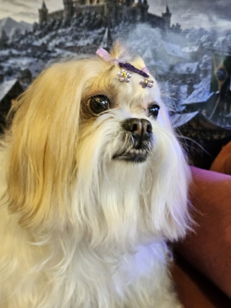 Bibi na Realeza Pets, foto 6