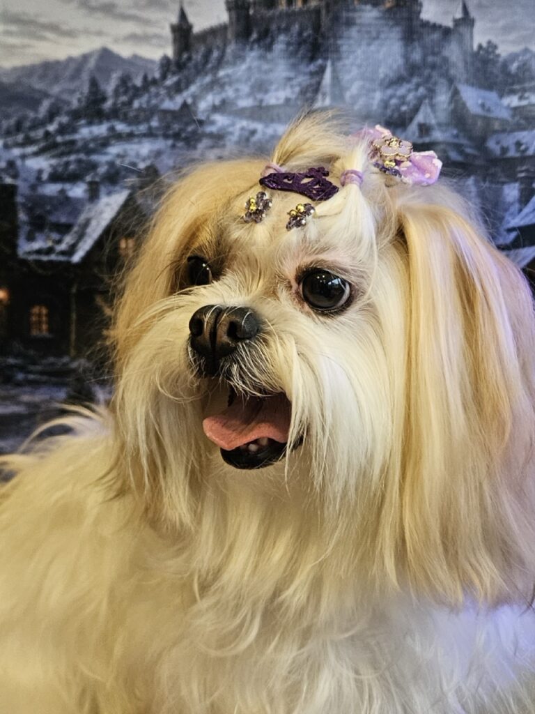 Bibi na Realeza Pets, foto 7