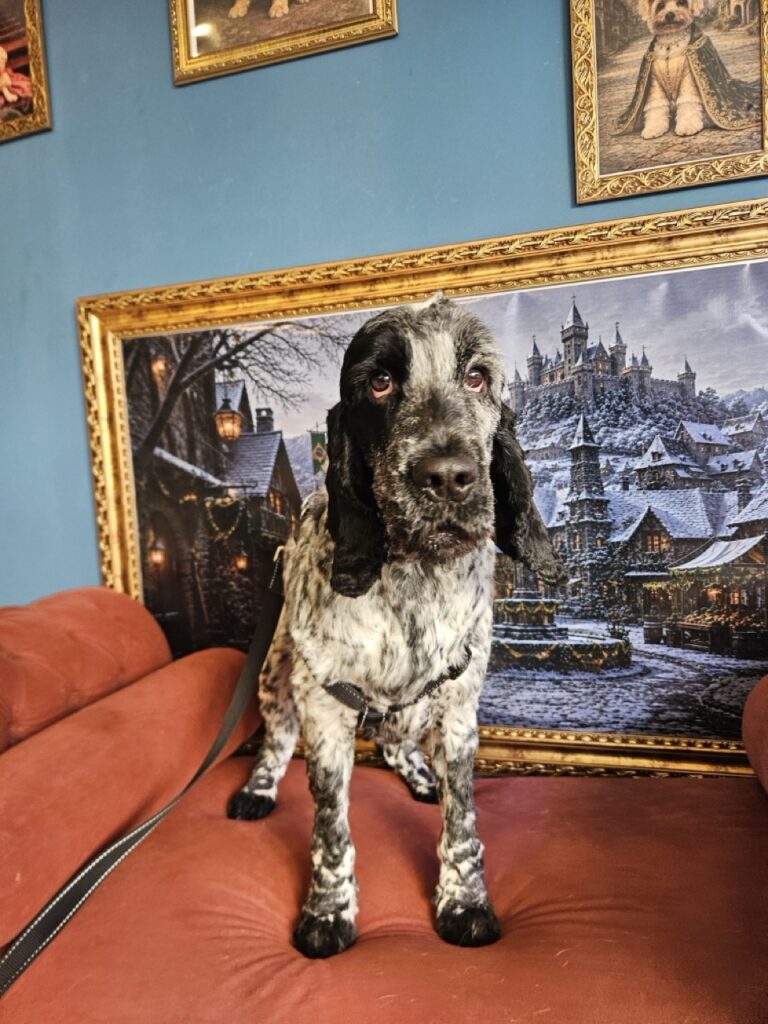 Foto de capa
