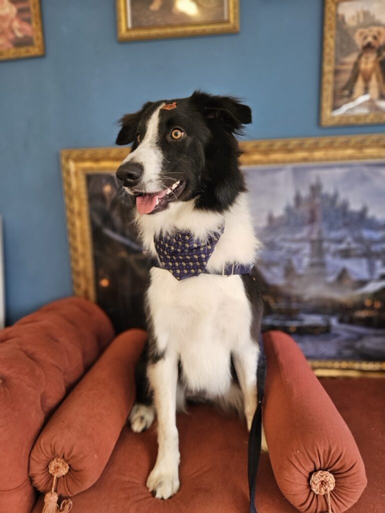 Thor, Border Collie atendido na Realeza Pets