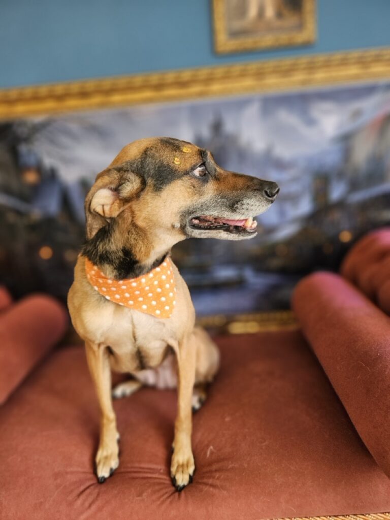 Foto de capa