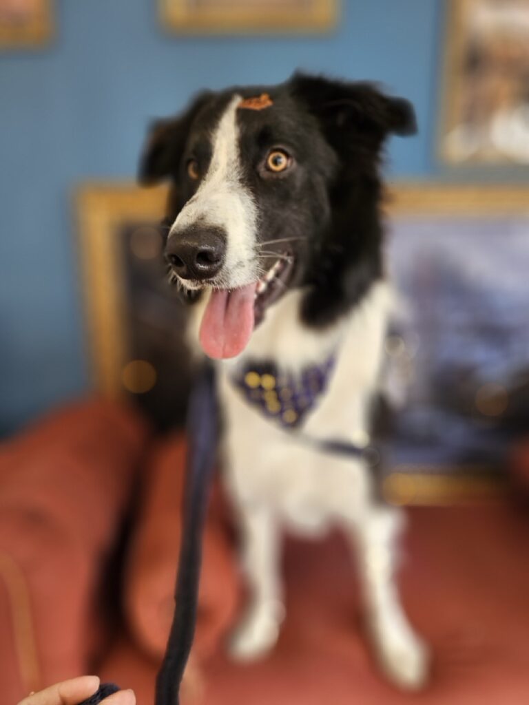 Foto de capa