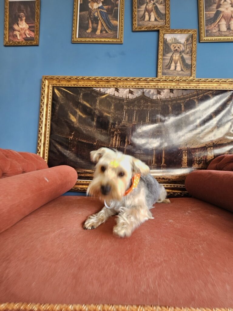 Joaquin na Realeza Pets, foto 6