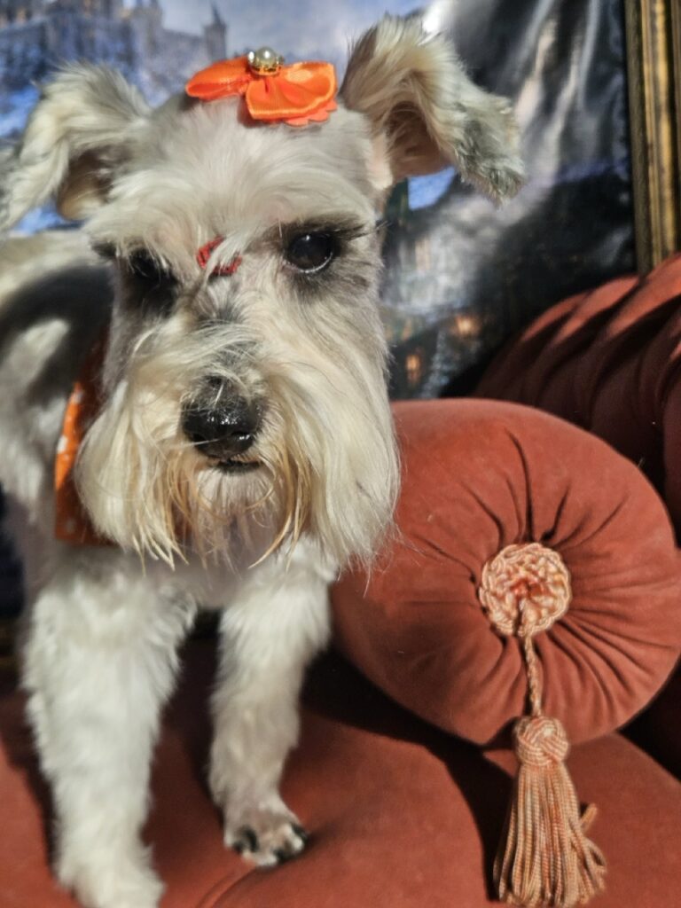 Foto de capa