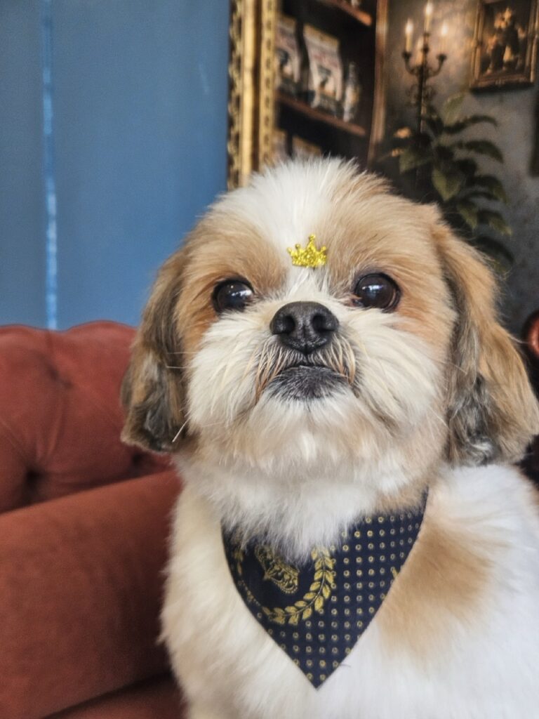 Buddy na Realeza Pets, foto 15