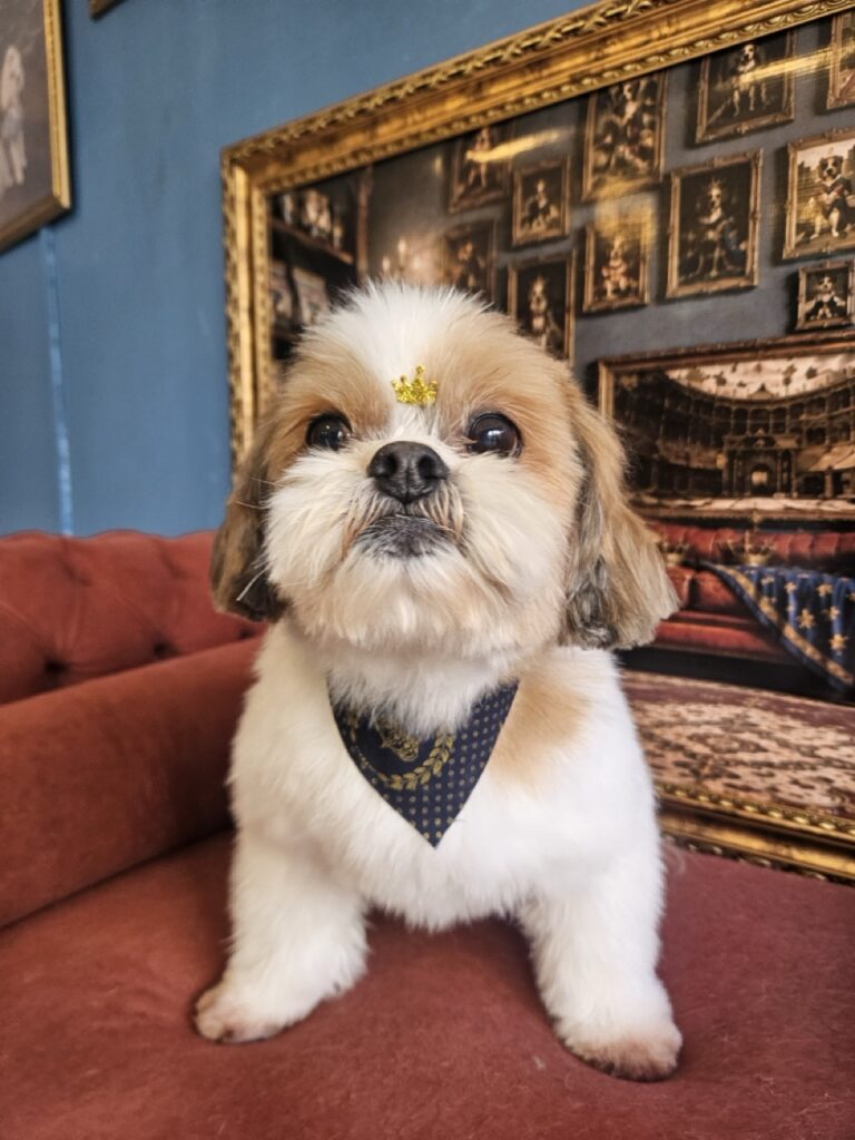 Buddy na Realeza Pets, foto 17