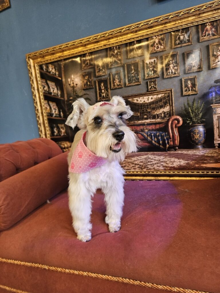 Hana, Schnauzer atendido na Realeza Pets