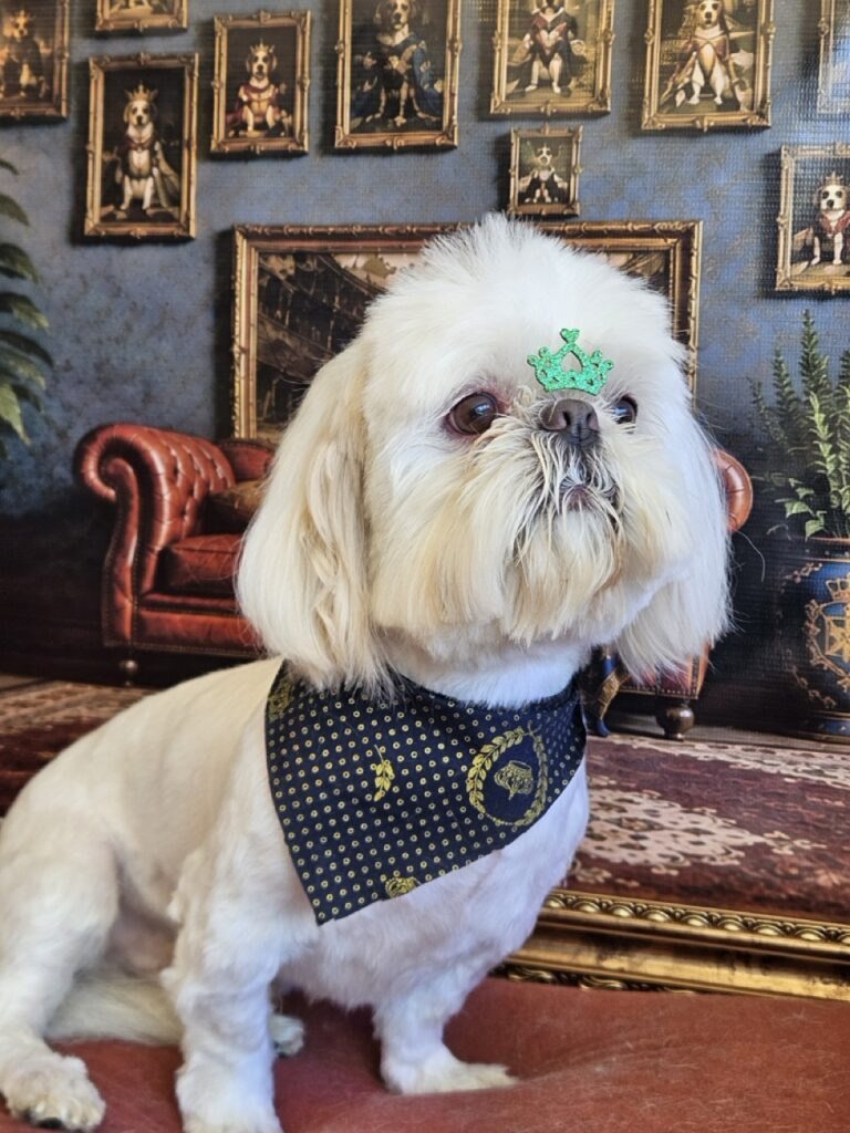 Myke, Shih Tzu atendido na Realeza Pets