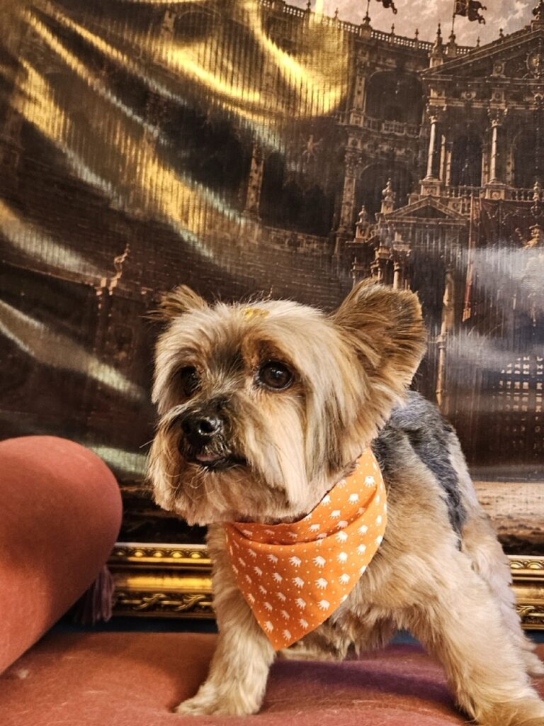 Theodoro, Yorkshire atendido na Realeza Pets