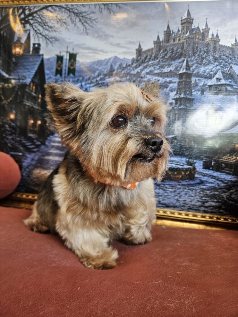 Foto de capa