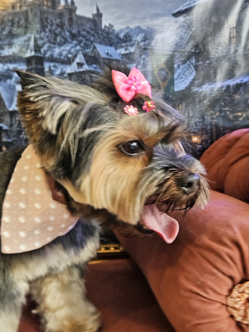 Tosa Tosa da Raça em Mel, Yorkshire, feita na Realeza Pets