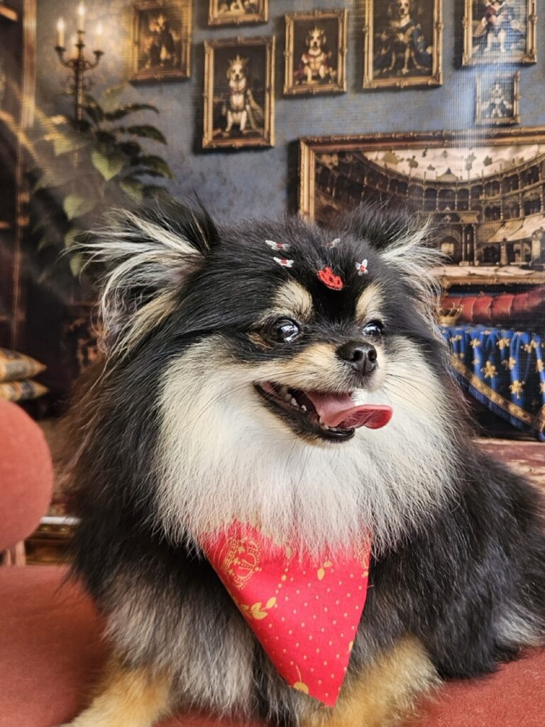 Donatella na Realeza Pets, foto 10