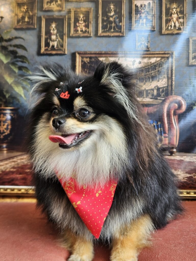 Donatella na Realeza Pets, foto 11