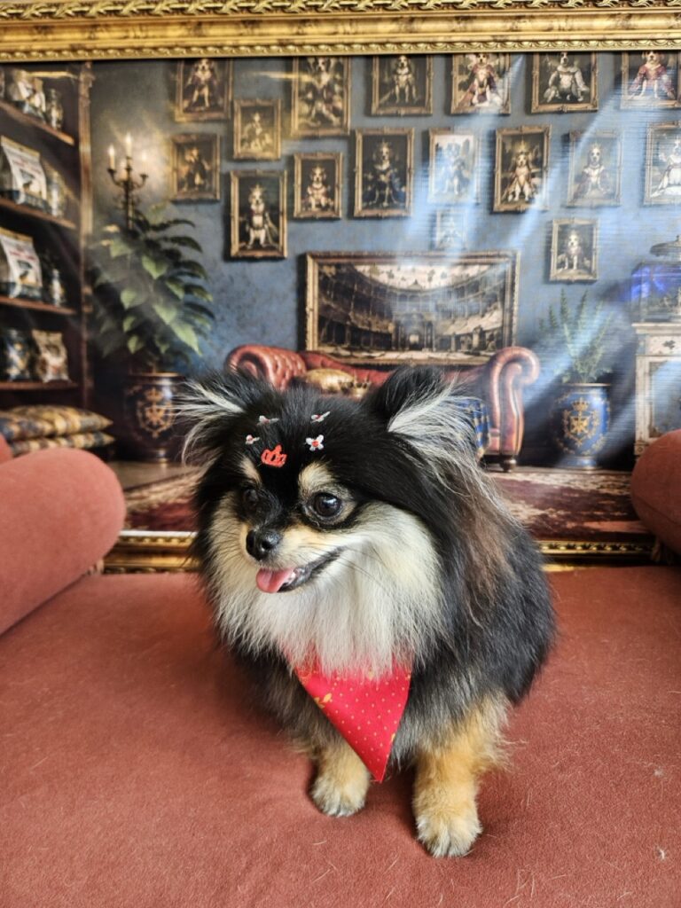 Donatella na Realeza Pets, foto 12