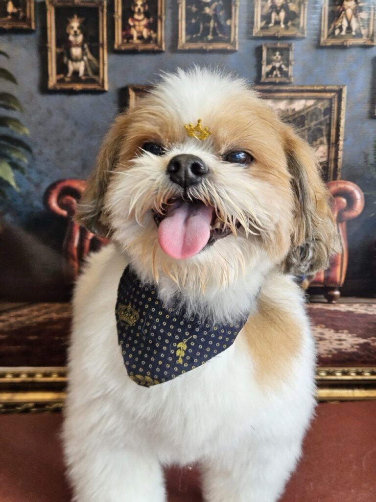 Buddy na Realeza Pets, foto 18