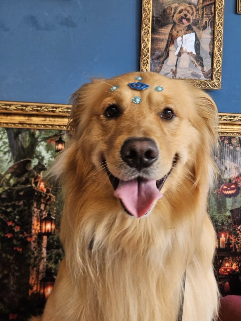 Pacco, Golden Retriever atendido na Realeza Pets