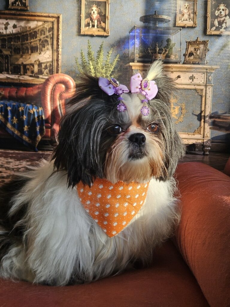 Nega na Realeza Pets, foto 5