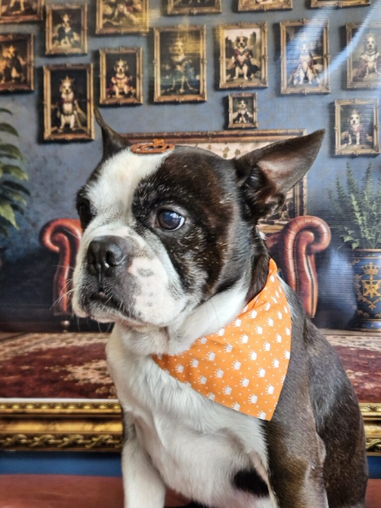 Olaf, Boston Terrier atendido na Realeza Pets