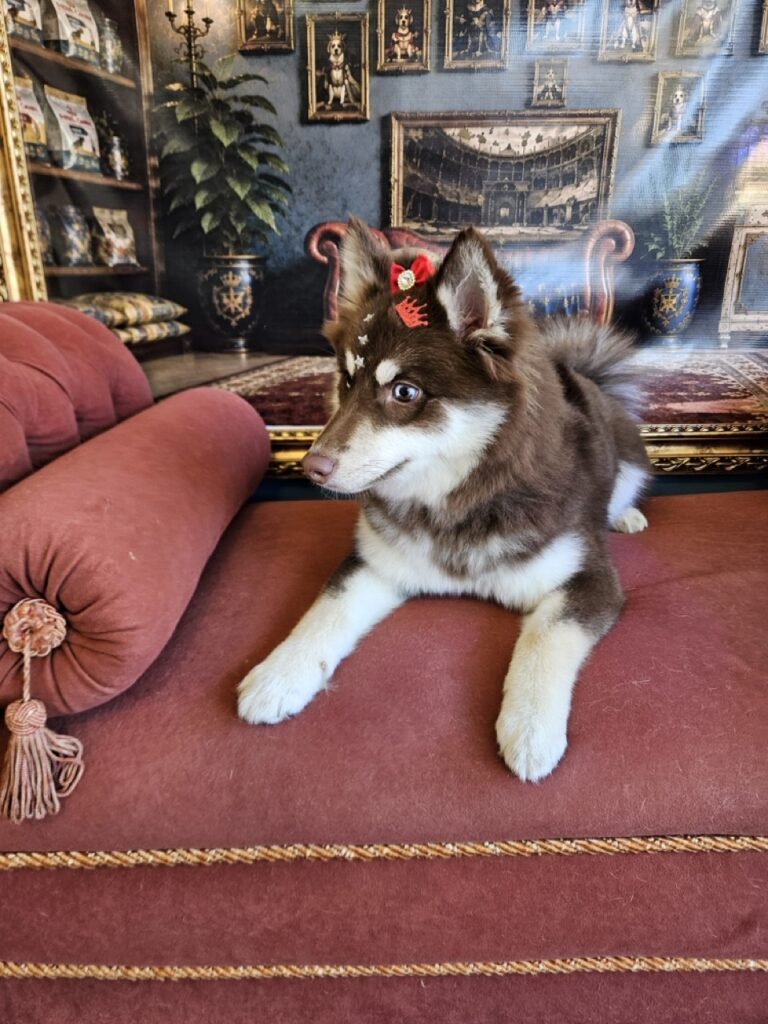 Pandora na Realeza Pets, foto 5