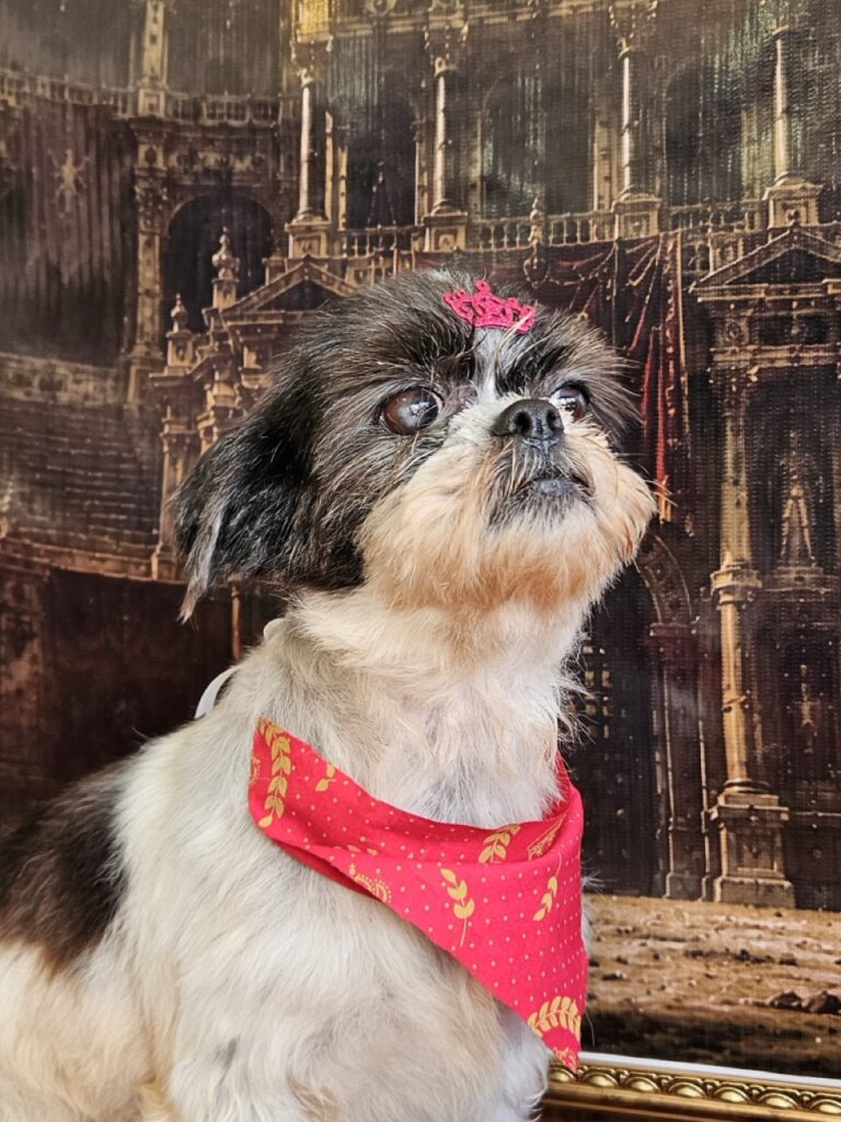 Flor, Shih Tzu atendido na Realeza Pets