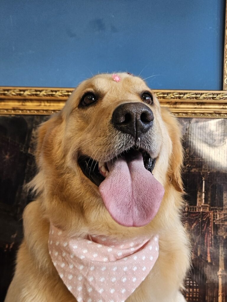 Aysha, Golden Retriever atendido na Realeza Pets