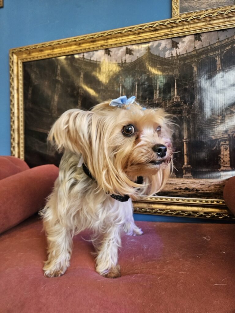 Neguinha, Yorkshire atendido na Realeza Pets