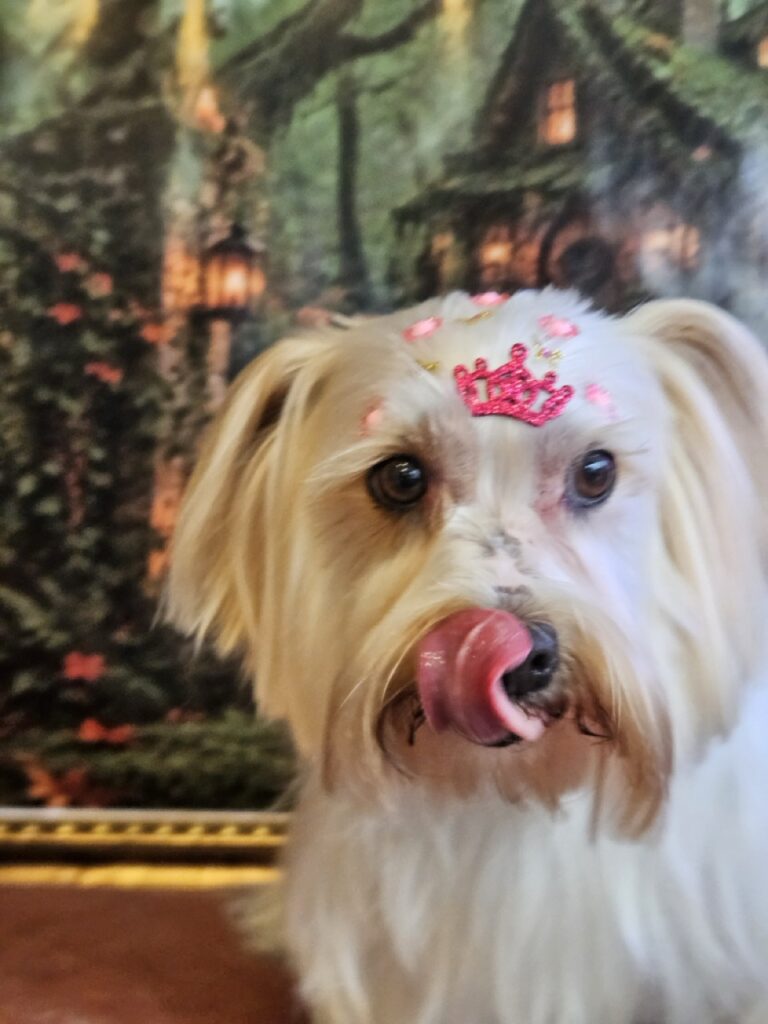 Maya na Realeza Pets, foto 6