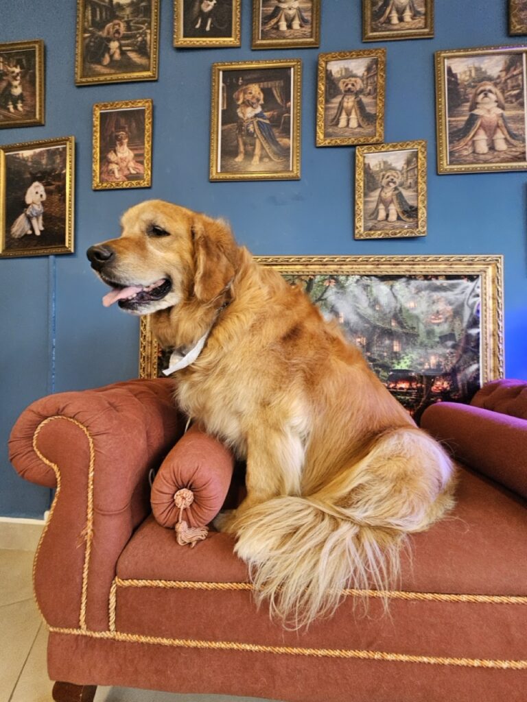 Pipo na Realeza Pets, foto 6