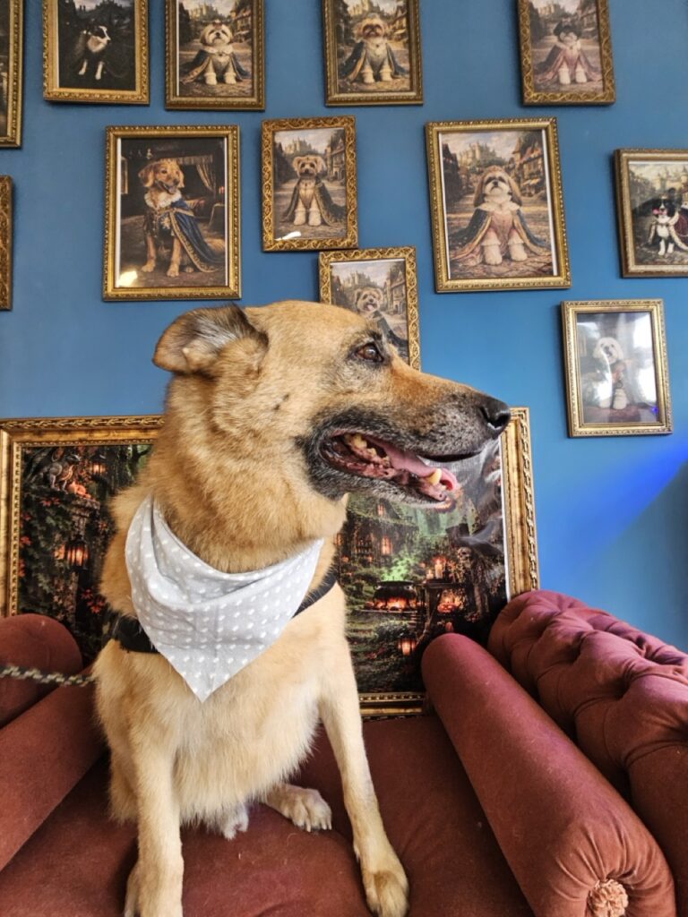 Thor, Pastor Alemão atendido na Realeza Pets