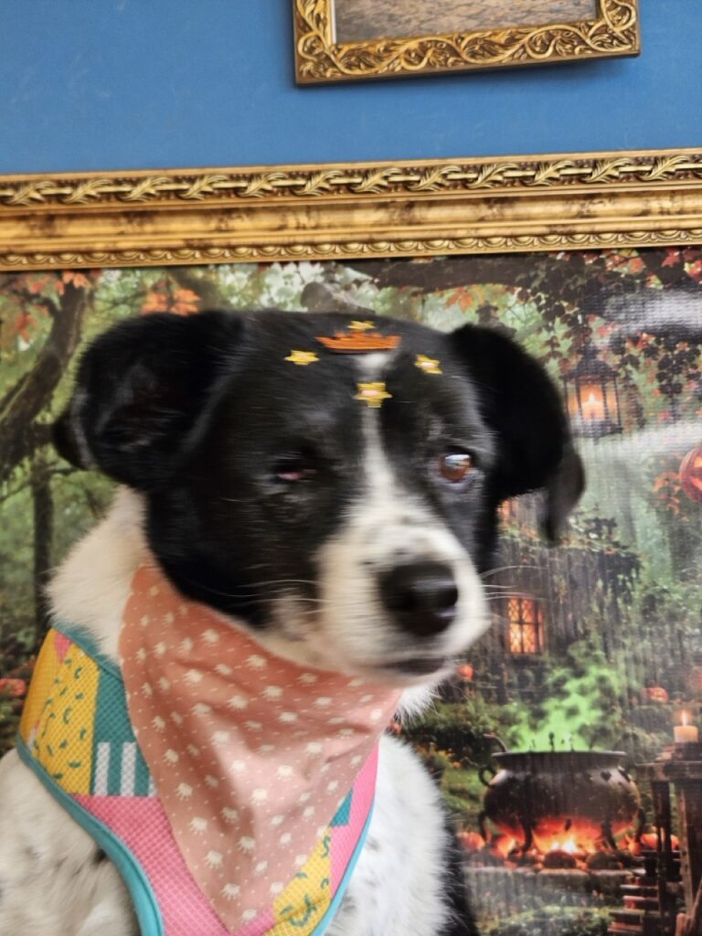 Lola, SRD atendido na Realeza Pets