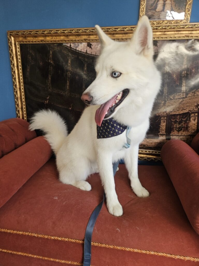 Apollo, Husky Siberiano atendido na Realeza Pets