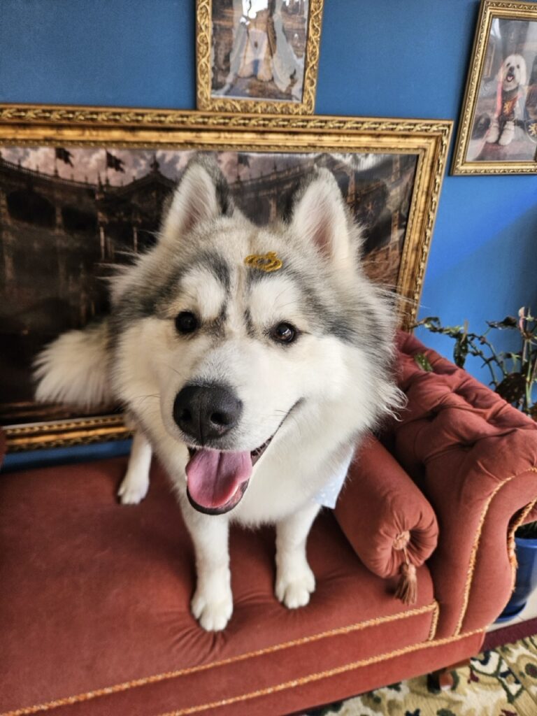 Ares, Husky Siberiano atendido na Realeza Pets