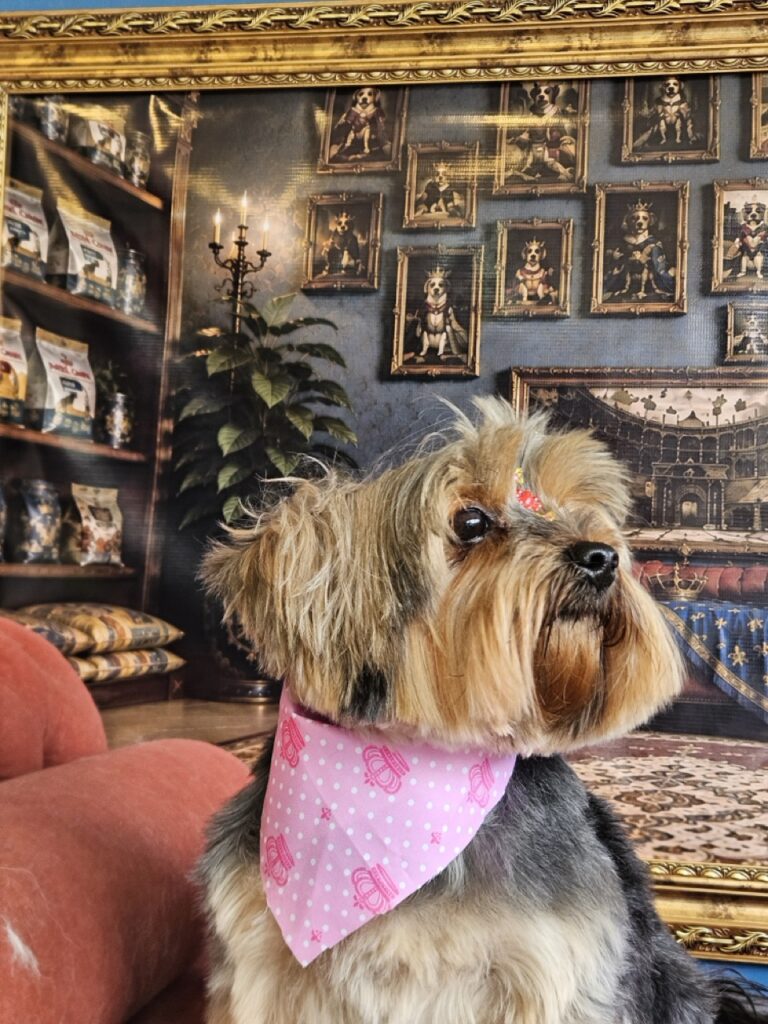 Cinderela, Yorkshire atendido na Realeza Pets
