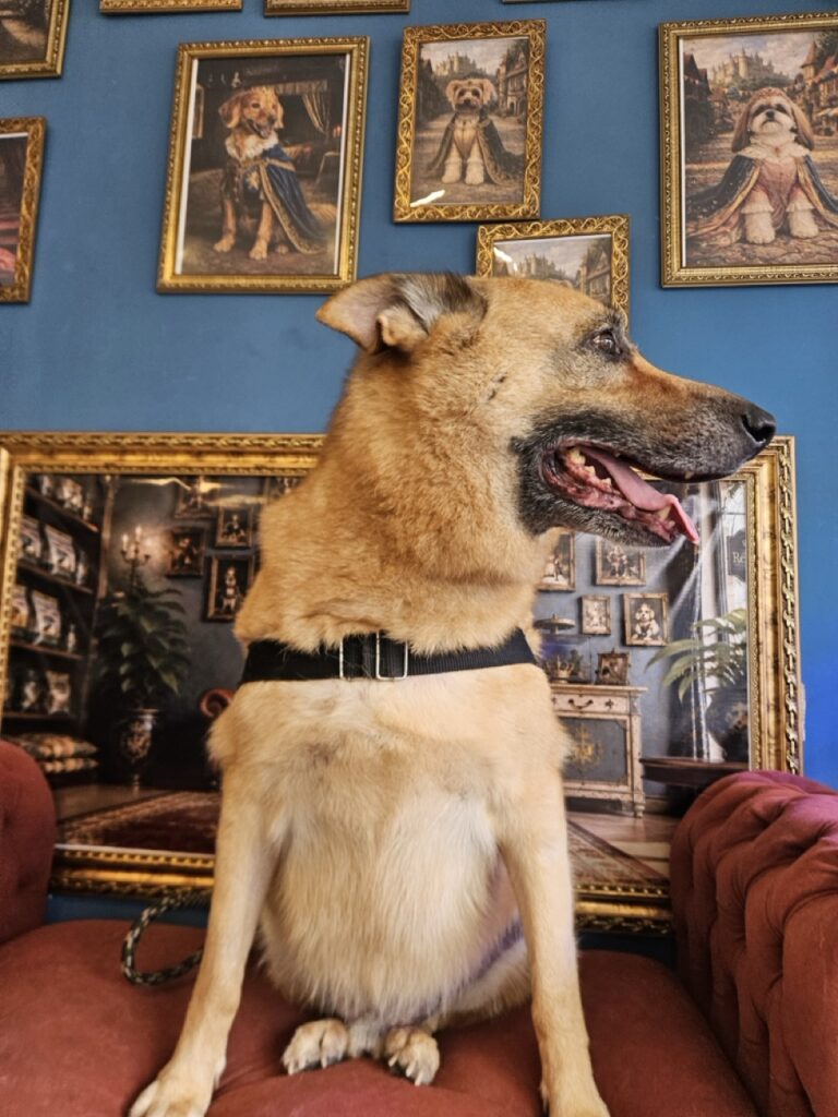 Thor na Realeza Pets, foto 5