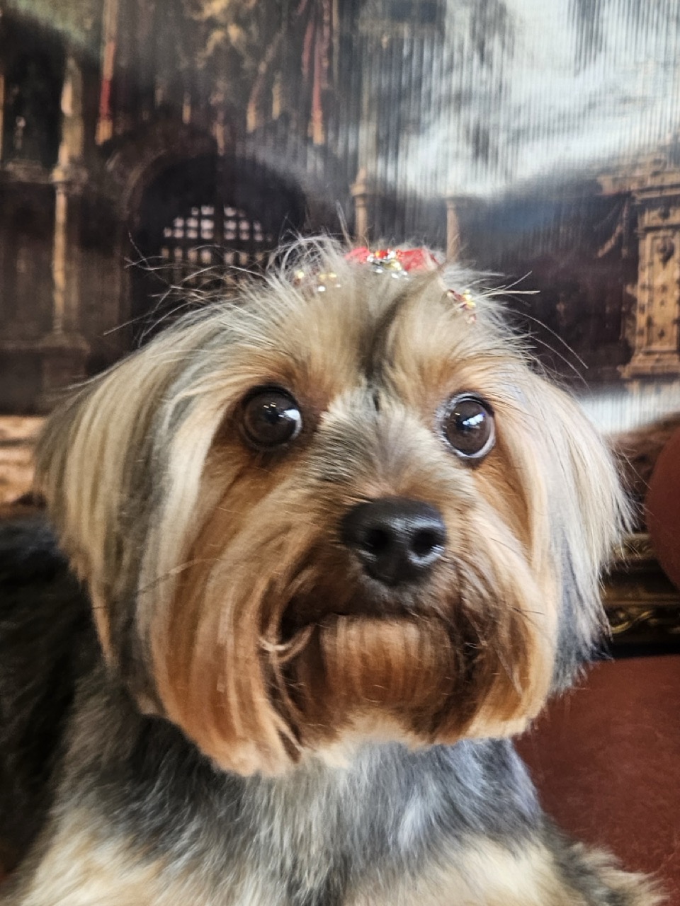Tosa Tosa da Raça em Cinderela, Yorkshire, feita na Realeza Pets
