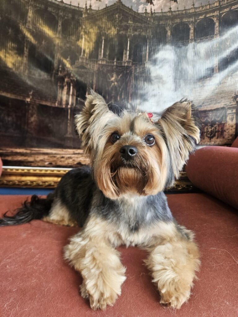 Foto de capa