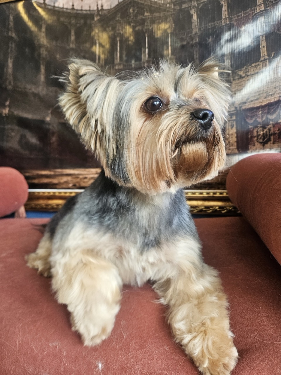 Tosa Tosa da Raça em Cinderela, Yorkshire, feita na Realeza Pets